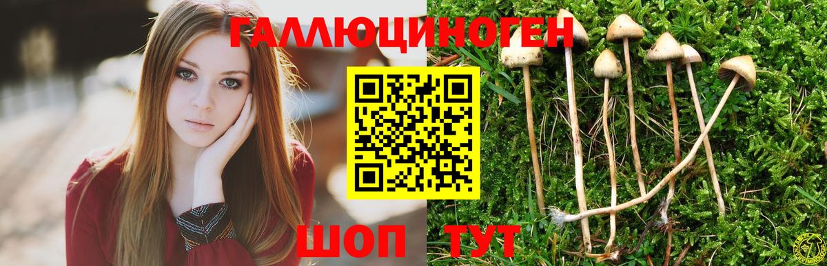 Галлюциногенные грибы Psilocybine cubensis Нальчик